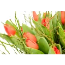 Kytice červených tulipánů